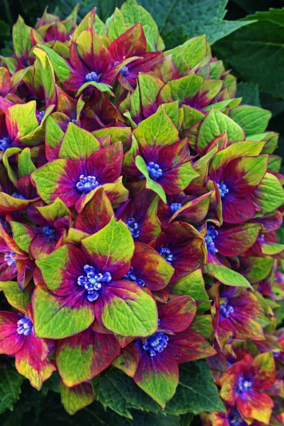 Hydrangea Schloss Wackerbarth